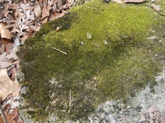 Hygroamblystegium