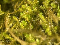 Hygroamblystegium