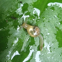 Helicarion perfragilis