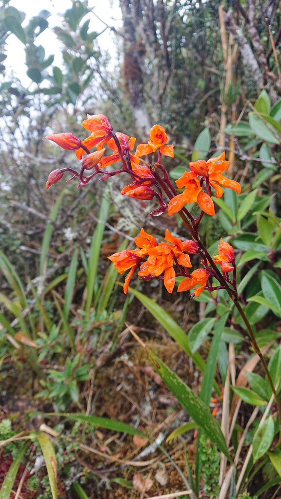 Cyrtochilum retusum