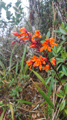 Cyrtochilum