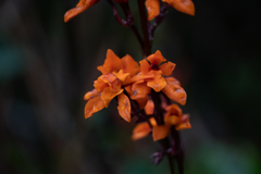 Cyrtochilum