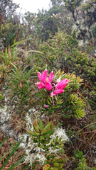 Bejaria