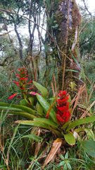 Guzmania gloriosa
