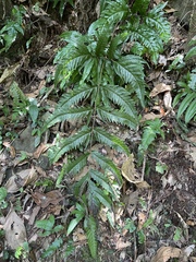 Tectaria phaeocaulis