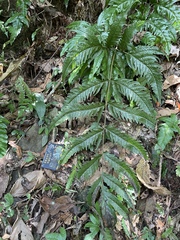 Tectaria phaeocaulis