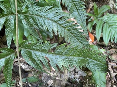 Tectaria phaeocaulis