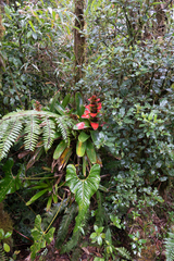 Guzmania