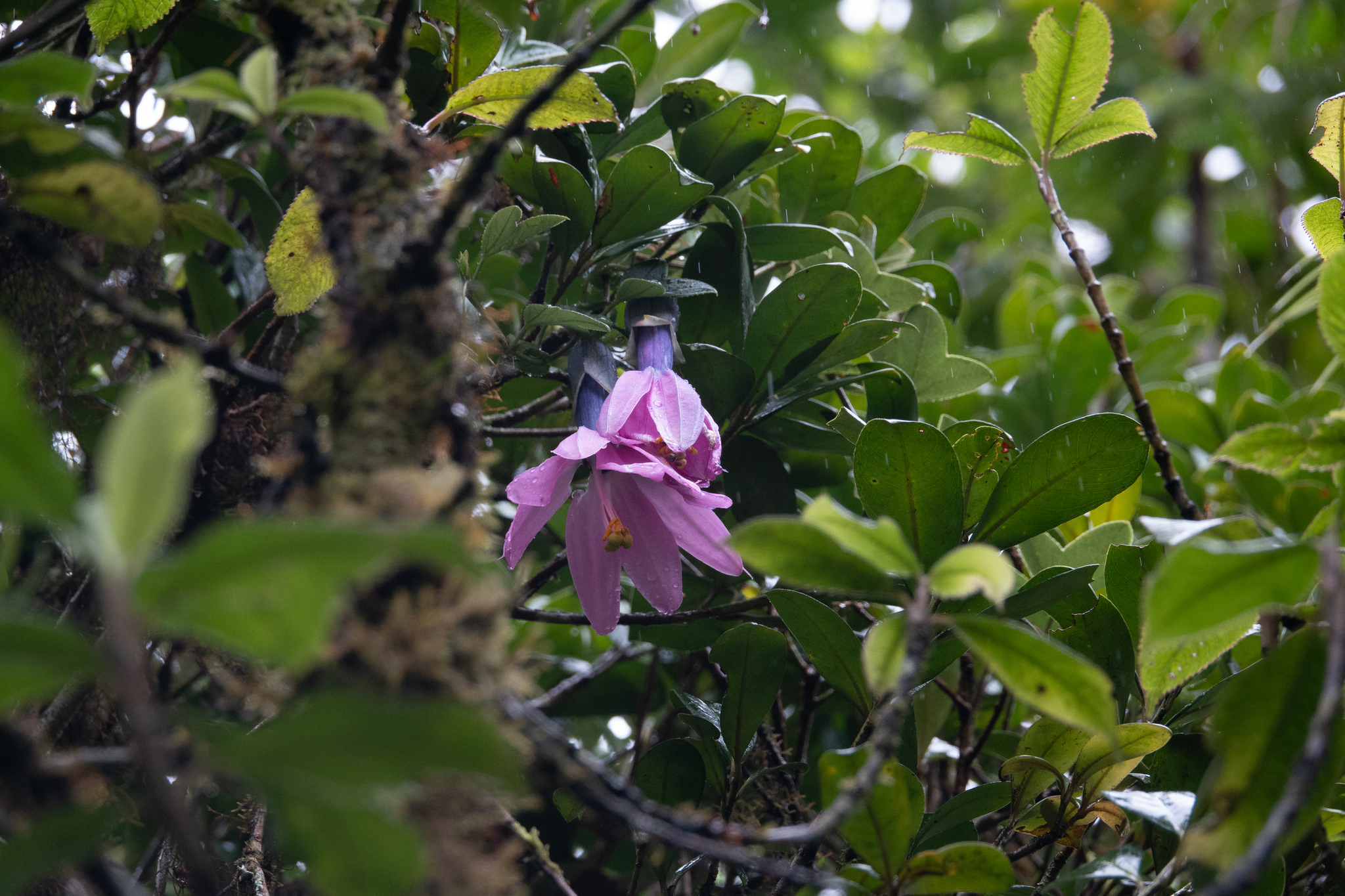 Passiflora cumbalensis image