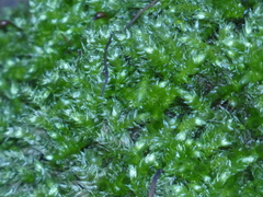 Brachythecium rutabulum