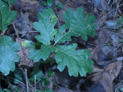Quercus robur