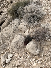 Echinomastus johnsonii