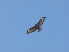 Buteo rufinus