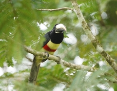Pteroglossus aracari