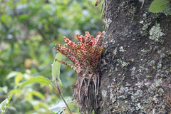 Tillandsia biflora