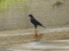 Molothrus oryzivorus