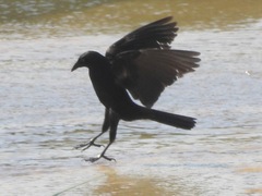 Molothrus oryzivorus
