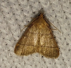 Hypsopygia nostralis