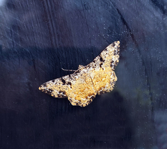 Monocerotesa strigata