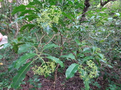 Eumachia collina