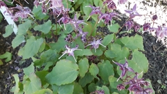 Epimedium × rubrum