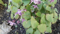 Epimedium × rubrum