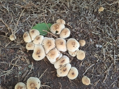 Psathyrellaceae