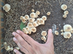 Psathyrellaceae