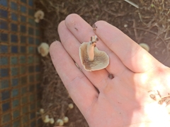 Psathyrellaceae