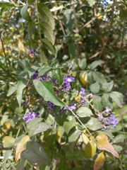 Duranta