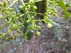 Eumachia collina