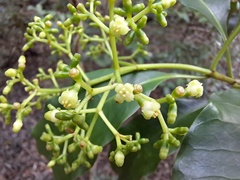 Eumachia collina