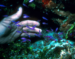 Mirolabrichthys pascalus