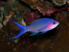 Mirolabrichthys pascalus