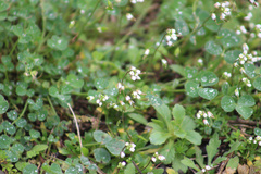 Draba verna