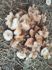 Psathyrellaceae