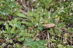 Draba verna
