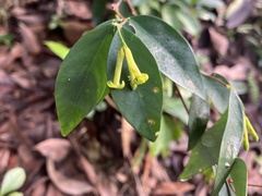 Wikstroemia nutans