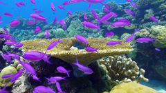 Mirolabrichthys pascalus