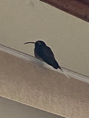 Phaethornis