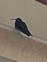 Phaethornis
