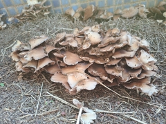 Psathyrellaceae