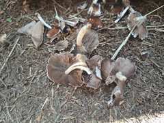 Psathyrellaceae