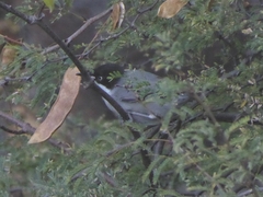 Curruca crassirostris