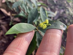 Wikstroemia nutans