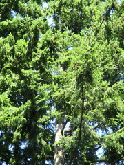 Pseudotsuga menziesii