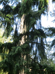 Pseudotsuga menziesii