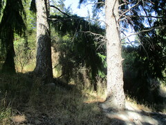 Pseudotsuga menziesii