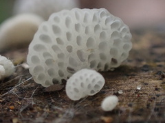 Favolaschia nipponica