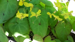 Epimedium × versicolor